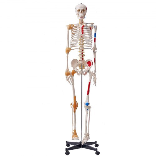 Human Skeleton Model for Anatomy, 71.65' Life Size, Accurate PVC Anatomy Skeleton Model with Ligaments, Movable Arms, Legs & Jaw, with Muscle Origin & Insertion Points, for Professional Teaching